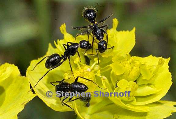 ants on euphorbia 1 graphic